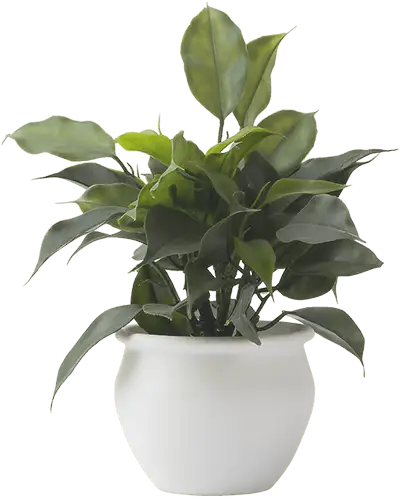 plant